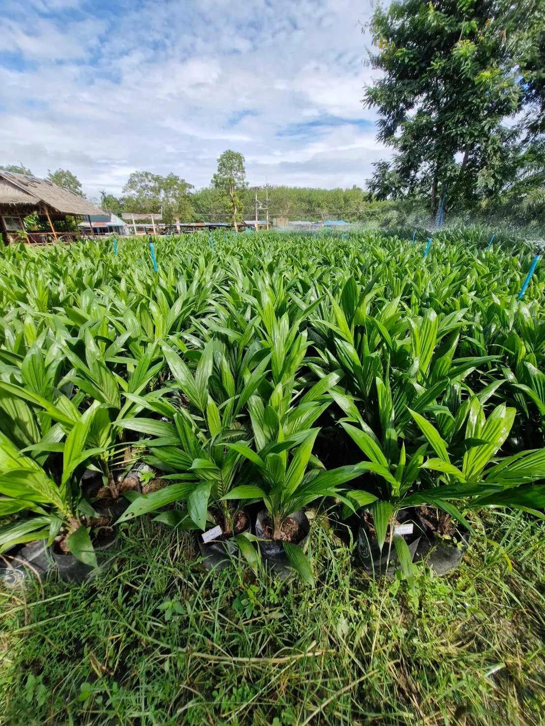 ปลูกปาล์ม 1 ไร่ ได้ผลผลิตเท่าไหร่ ปลูกกี่ต้นดีสุด?
