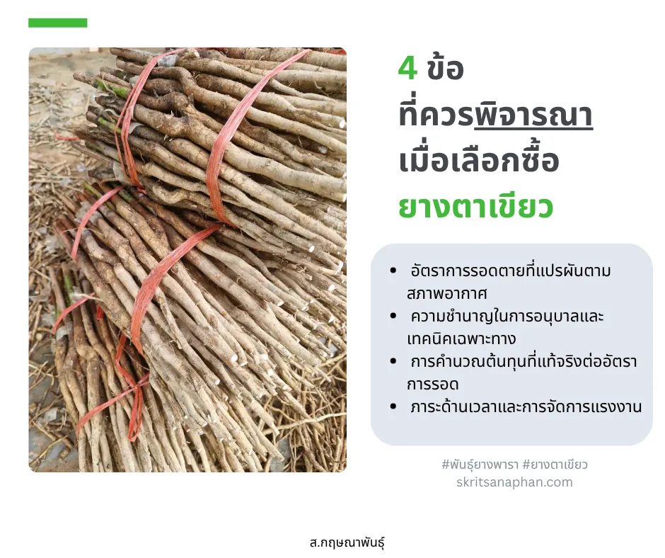 4 ข้อที่ควรพิจารณา เมื่อเลือกซื้อยางตาเขียว เพื่อลดความเสี่ยงในการปลูกยาง