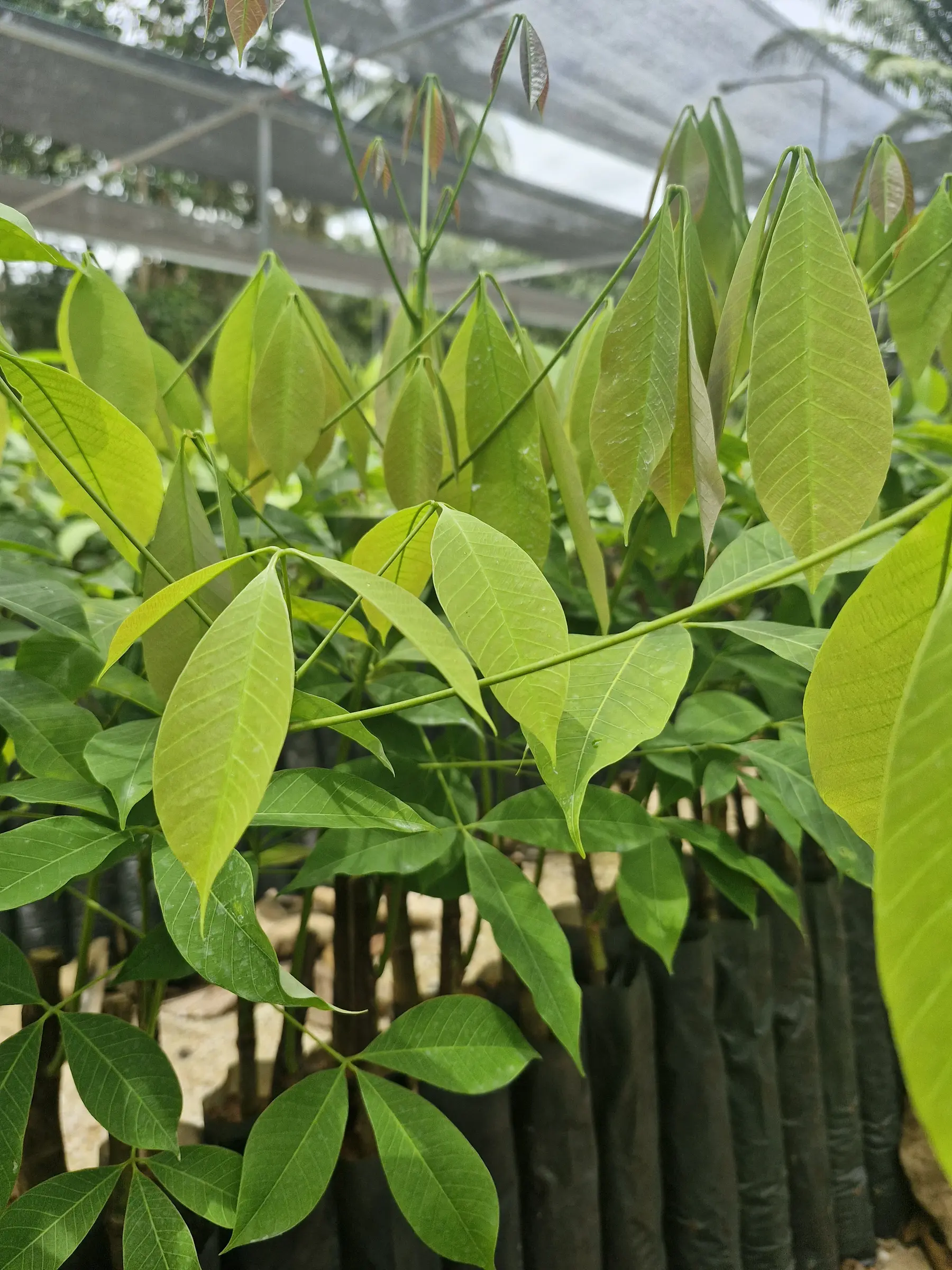 ต้นพันธุ์ยางพารา RRIM 600