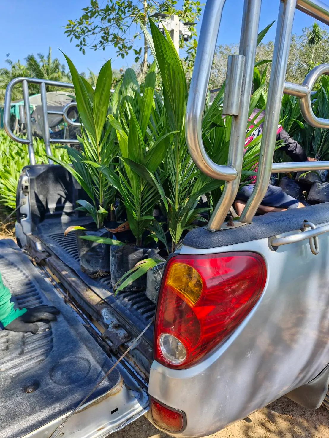 ต้นพันธุ์ปาล์มสุราษฎร์ธานี 2