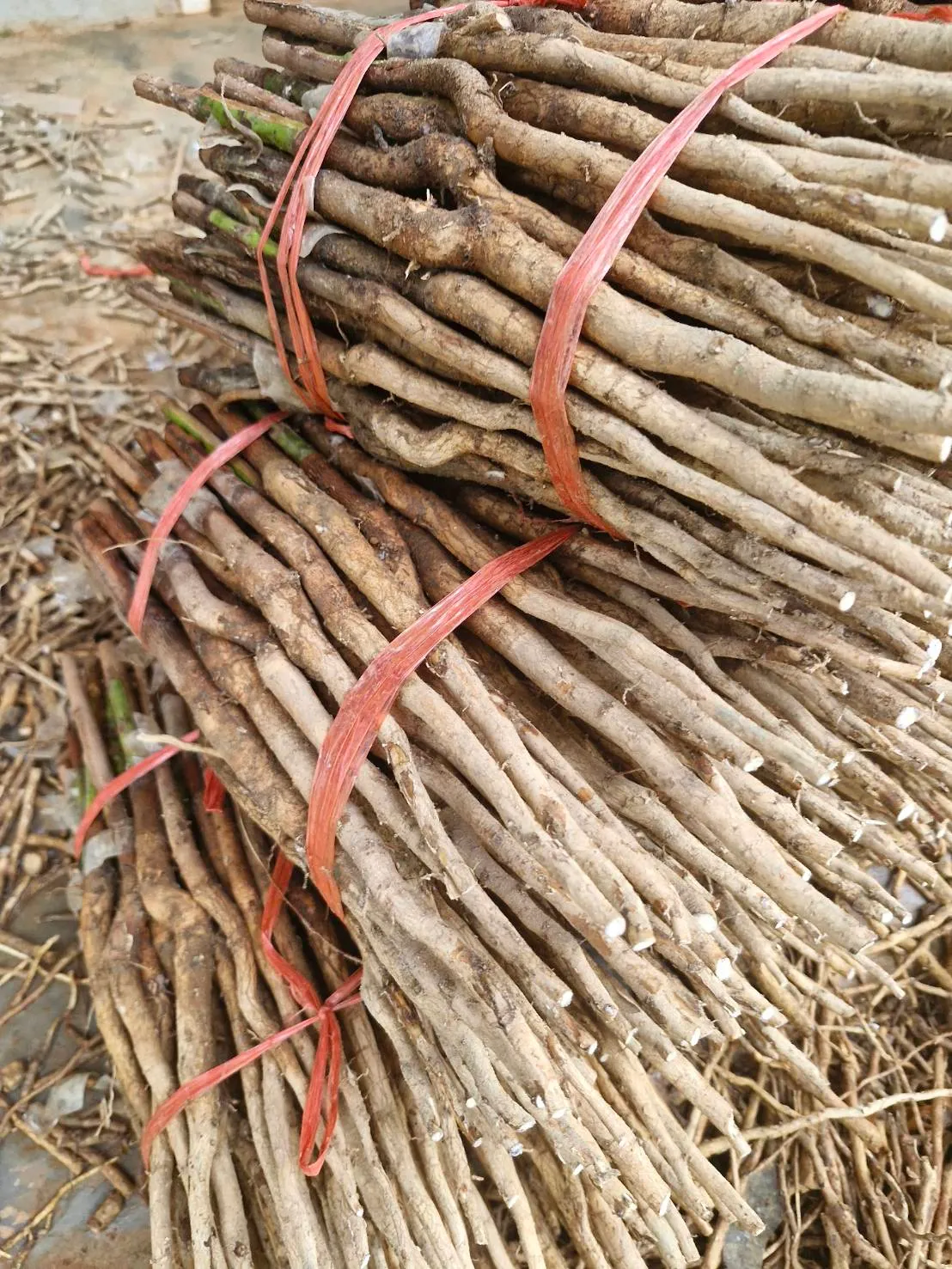 ต้นพันธุ์ยางพารา 600 - Image 1