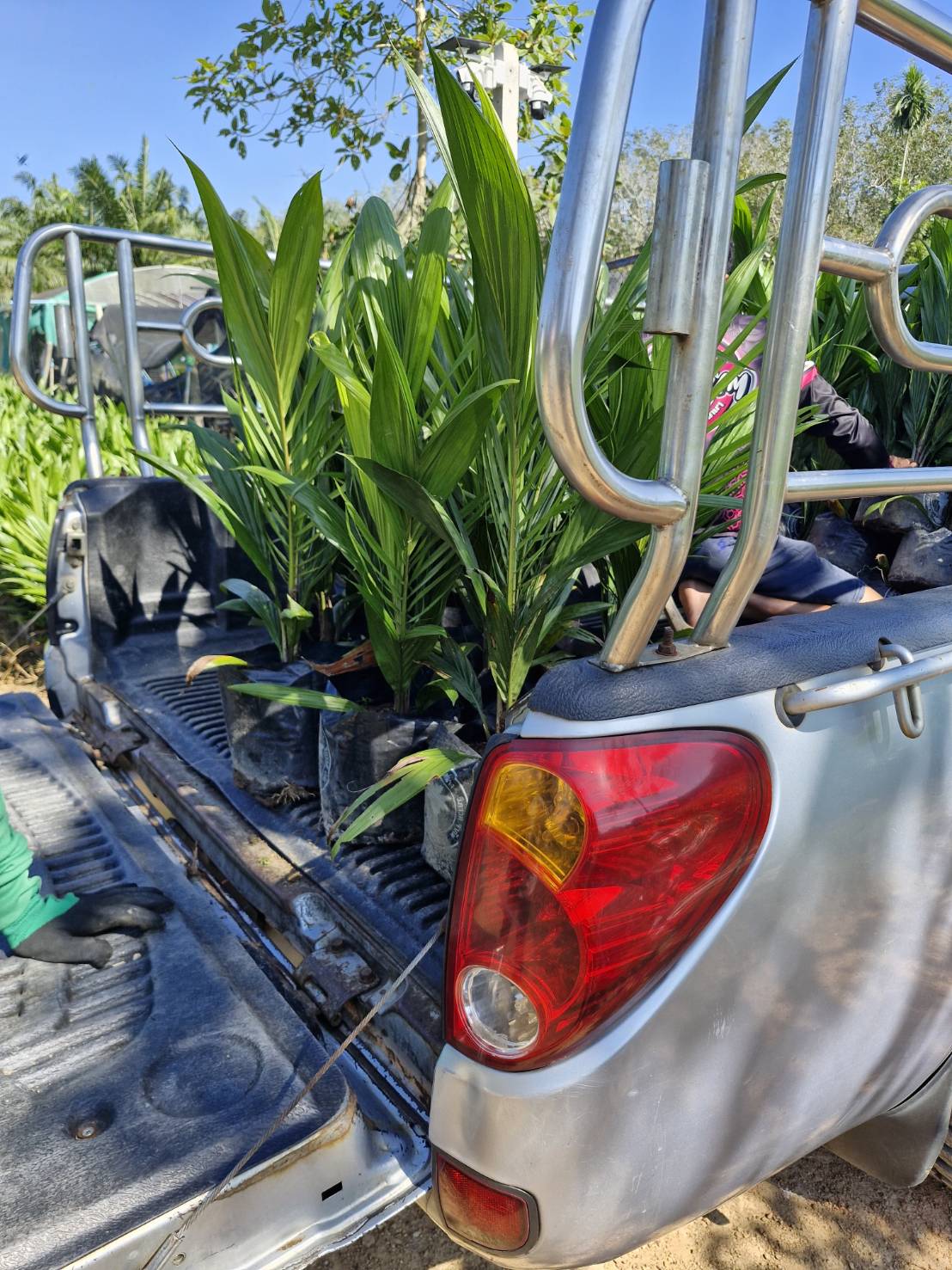 พันธุ์ปาล์มสุราษฎร์ 2 โปรโมชัน (ส่งฟรีเมื่อสั่ง 150 ต้นขึ้นไป)