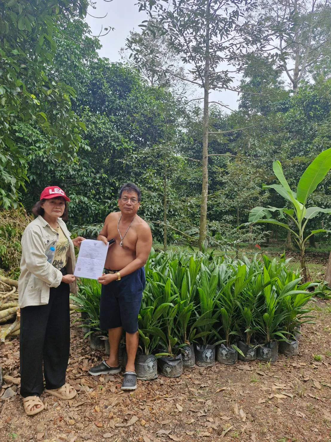 ส่งพันธุ์ปาล์มลูกค้าจังหวัดนครศรีธรรมราช