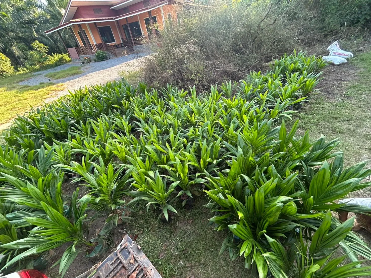ส่งพันธุ์ปาล์มลูกค้านครศรีธรรมราช